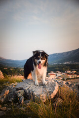 dog is standing on stones in Croatian landscape. Dog standing above the sea. Beautiful view	
