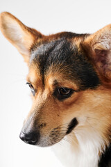 Pembroke Welsh Corgi portrait isolated on white studio background with copy space, purebred dog