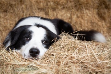 Naklejka na ściany i meble Black and white border collie laying on straw on a farm. dog looking forward.
