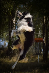Border collie is jumping in the nature. He is so crazy dog on trip. Happy walking with dog. Summer day in nature with dog	
