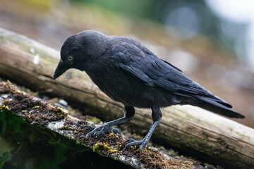 Obraz premium portrait of a jackdaw.