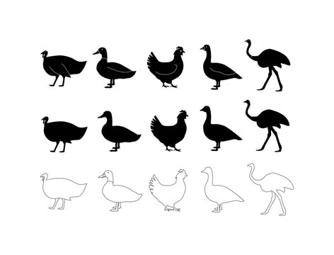 Set of realistic silhouettes of birds - black silhouette of chicken, turkey, duck ostrich rooster.