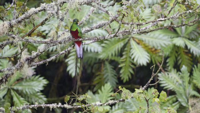 Resplendent Quetzal (Pharomachrus mocinno) male perched on branch, other flying behind, San Gerardo Costa Rica