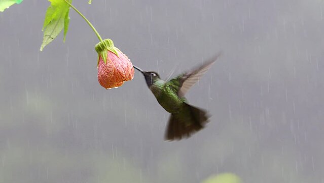 Magnificent Hummingbird (Eugenes fulgens)  feeding on a Abutilon pictum flower in heavy rain. Costa Rica