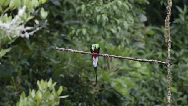 Resplendent Quetzal (Pharomachrus mocinno) male perched on branch, eating a wild avocado, San Gerardo Costa Rica