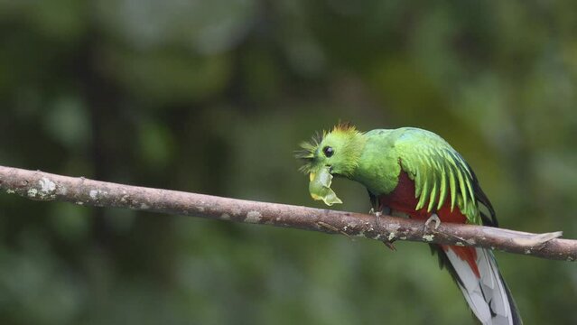 Resplendent Quetzal (Pharomachrus mocinno) male perched on branch, eating a wild avocado. San Gerardo, Costa Rica