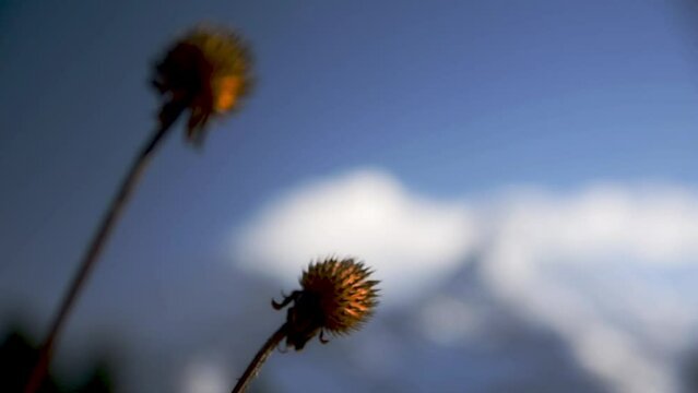 refocus from dry flowers to annapurna view