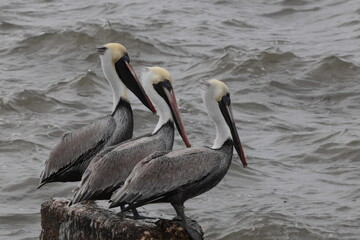 Trois pélicans 