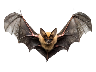 Flying Bat, isolated on a transparent or white background