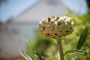 Big Artichoke in the Garden