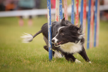 Dog is running slalom on his agility training on agility summer camp czech agility slalom.	

