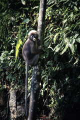 One Dusky leaf monkey hanging from thin three
