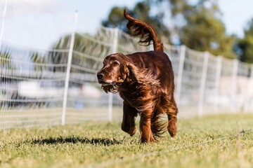 Red Irish Setter running lure course dog sport on sunny day