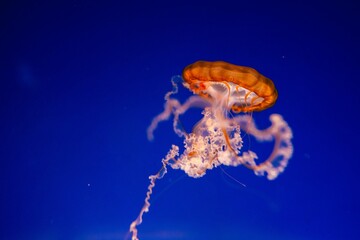 Blurry Colorful Jellyfishes floating on waters. Blue Moon jellyf