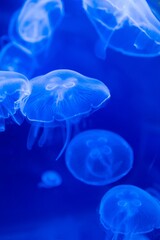 Blurry Colorful Jellyfishes floating on waters. Blue Moon jellyf