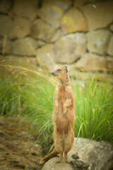 A mongoose is begging in its enclosure at the zoo. Summer sunny day at the zoo. Happy animal in...