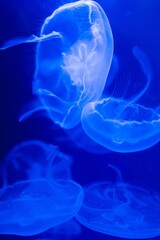 A lion's mane jellyfish underwater