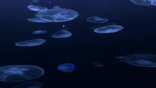 Blurry Colorful Jellyfishes floating on waters. Blue Moon jellyf