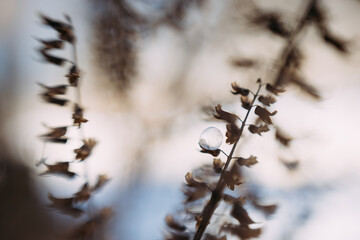 Frozen bubble caught on plant on cold winter day