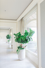 Interior of white hallway with big windows and fiddle fig leaf tree