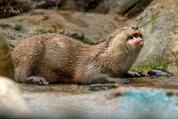 Light brown otter on the rock