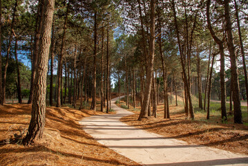 Fototapeta premium Trail in a beautiful pine forest