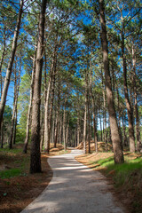 Trail in a beautiful pine forest