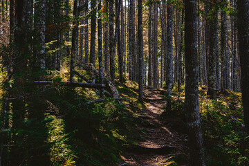 Moody forest afternoon in Northern Maine