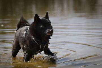 Young female schipperke standing in the water in a pond. She has such a pretty face. She's such a patient model.	
