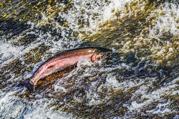 Colorful Pink Salmon Jumping Dam Issaquah Creek Wahington