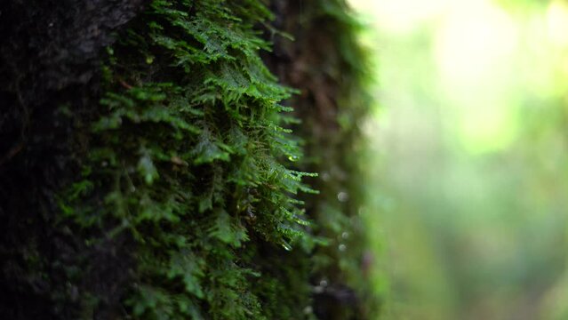 Close Up on Mossy Tree and Rain Drops