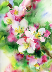 Blossoming tree flowers painting,  floral background. Watercolor illustration. - 718071657