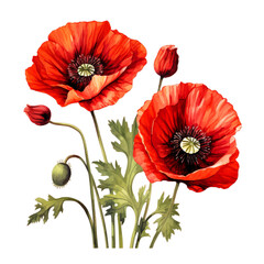 Red poppy flower isolated on transparent png background, Generative ai