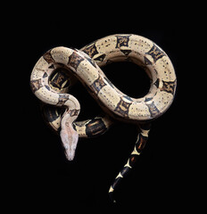 boa constrictor