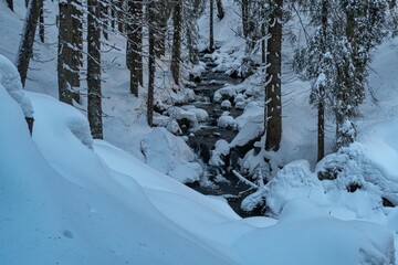 frozen tree in the winter in mountains