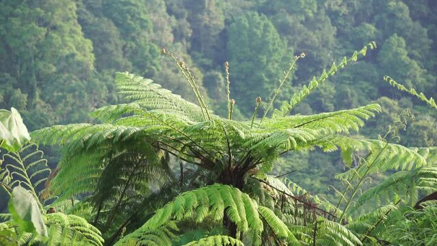 Cibotium barometz (polypodium barometz, barometz, golden chicken fern, woolly fern) In nature