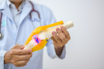 An orthopedic surgeon or therapist shows a knee joint model during a medical consultation and...