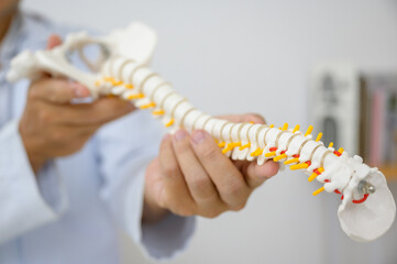 Fototapeta premium An orthopedic surgeon or therapist is showing a spinal model during a medical consultation and demonstrating the treatment of human spinal injury caused by back pain