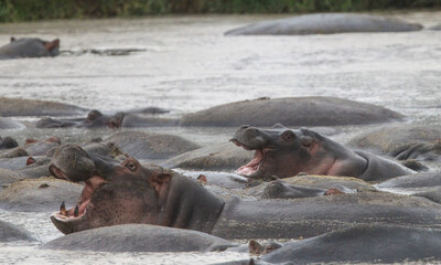 Group of hippos in the water in Kenya, Africa