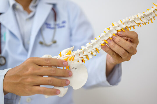 An orthopedic surgeon or therapist is showing a spinal model during a medical consultation and demonstrating the treatment of human spinal injury caused by back pain