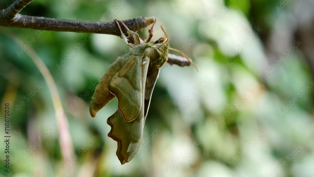 Poster close up side view shot of lime hawk moth resting on bush branch. static