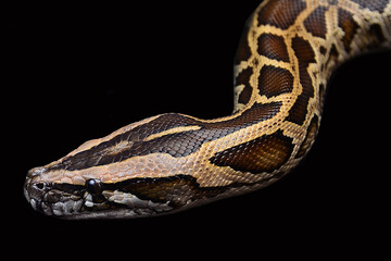 burmese python