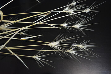 Golden ears of dry grass on a black glossy background