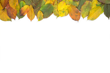 Creative layout made of colorful cherry autumn leaves on white background. Minimal autumn concept with copy space. Border frame arrangement.