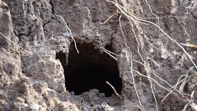 Rat hole in the ground with natural background