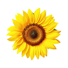 Yellow sunflower flower isolated on white background