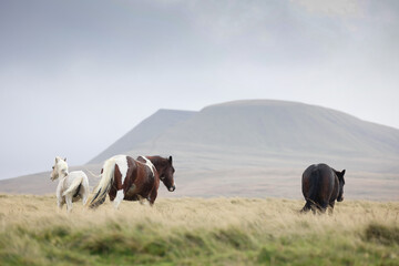 Mountain ponies walking away on a welsh mountain. 
