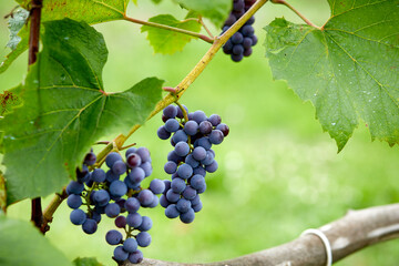 blue grape in the garden