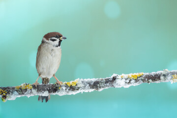 Bird - tree sparrow Passer montanus sitting on a branch blue background winter time winter frosty...
