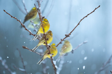 Bird - Yellowhammer ( Emberiza citrinella ) perched on tree winter time small bird on light background